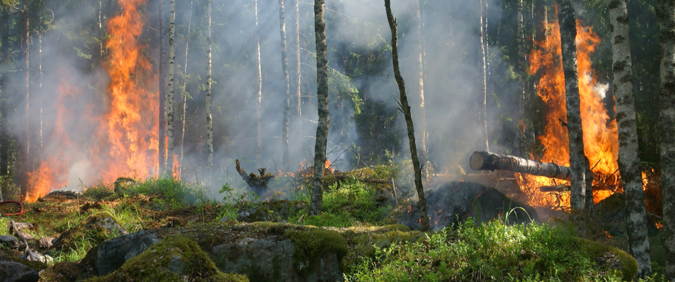 The latest research and insights on fires from GNW